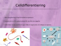 /album/a8-cellen/a5-cellen-010-jpeg/